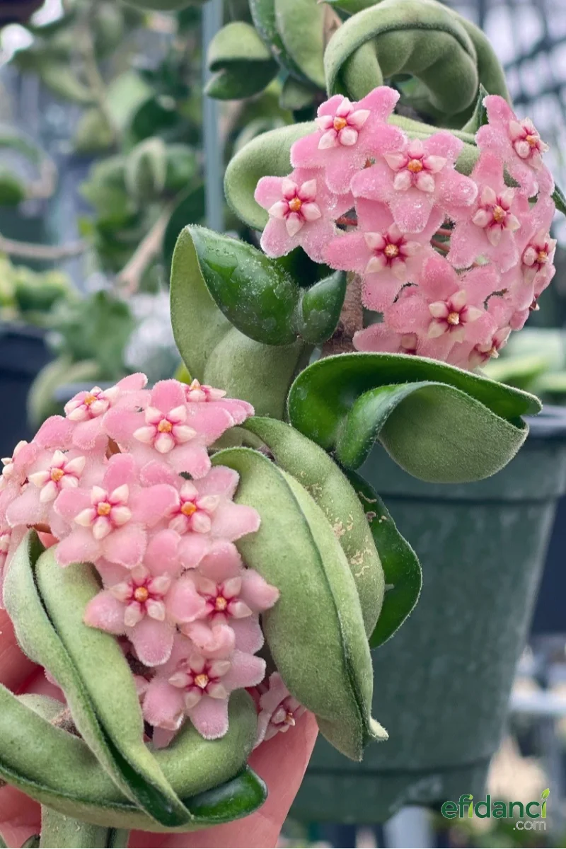 Mum Çiçeği ( Hoya carnosa )