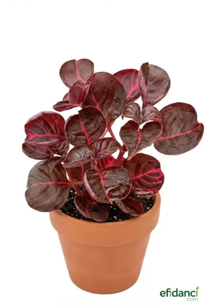 Saksıda Çingene Şalvarı Bitkisi İresine Herbstii