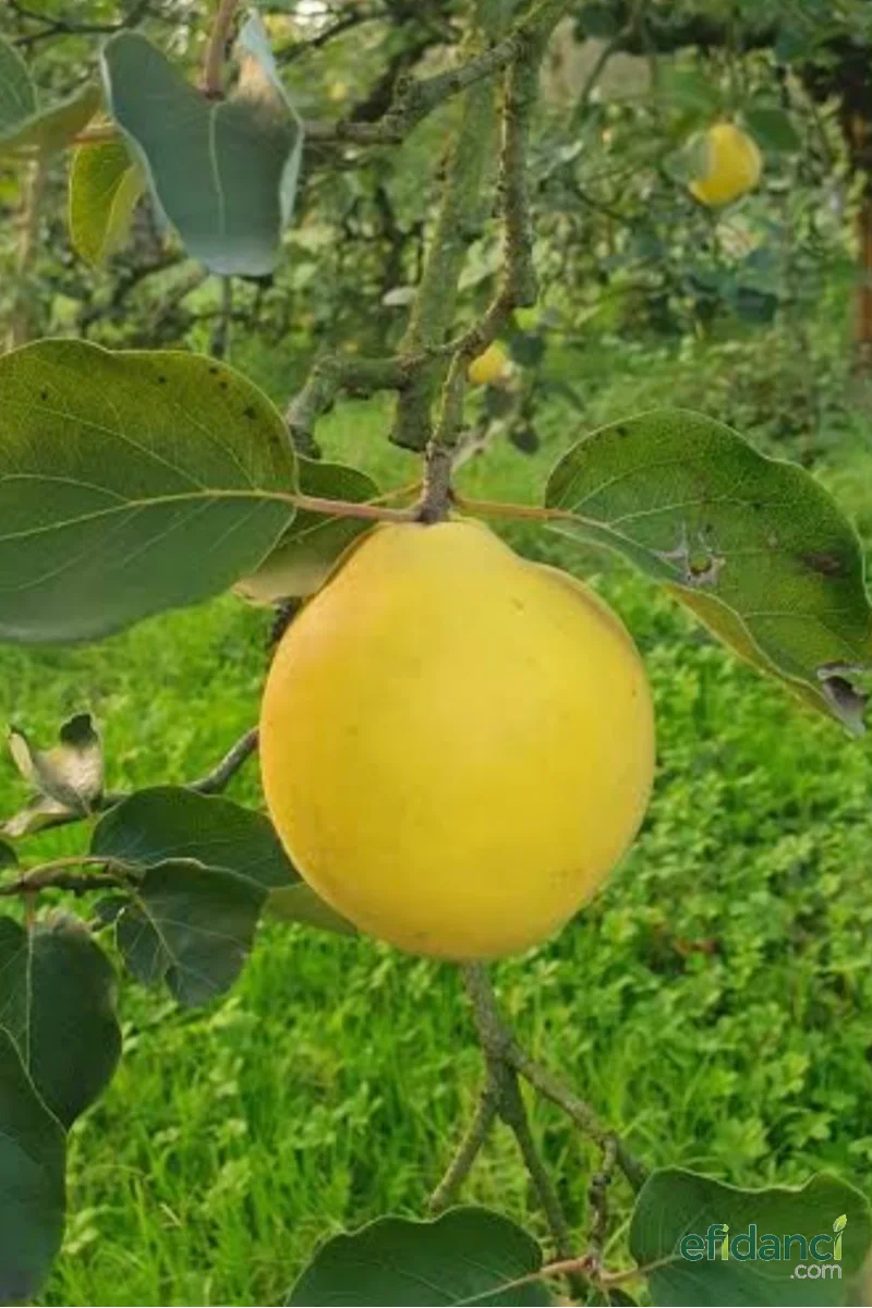 Ayva - Eşme Ayvası Fidanı / 3 yaş tüplü