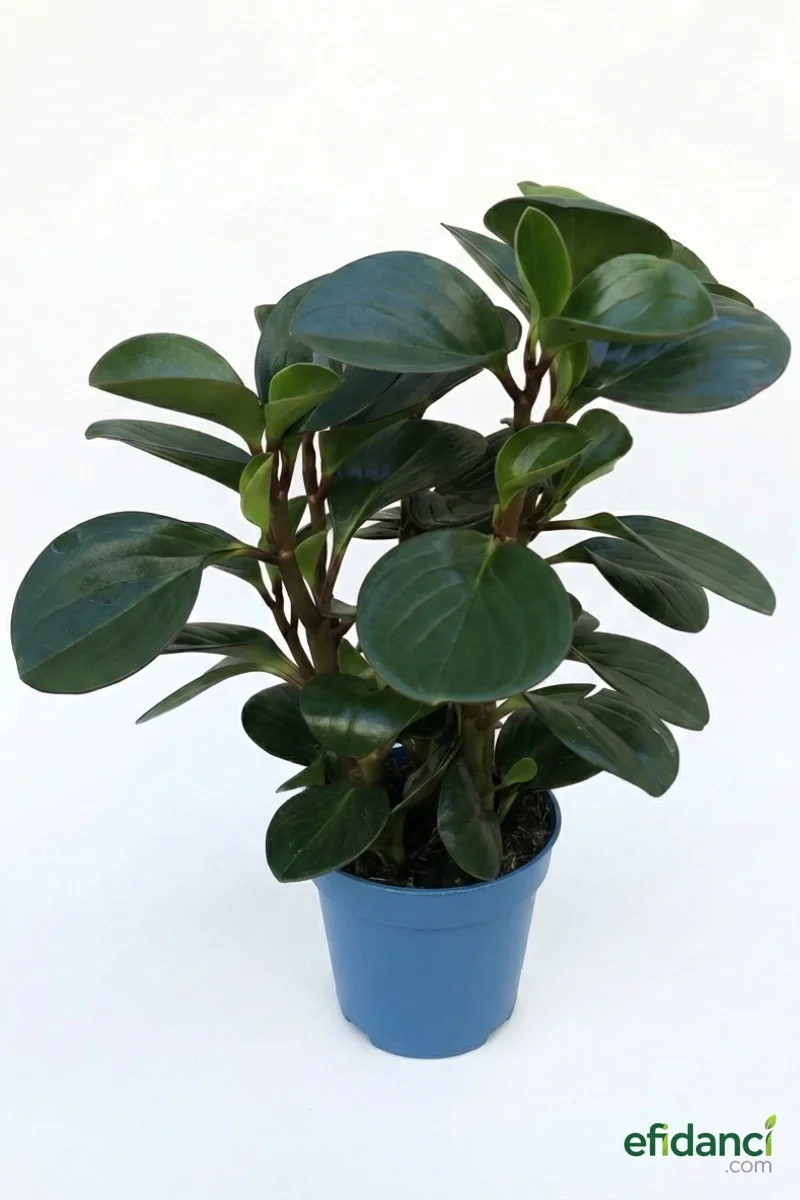 Peperomia Optipen / 20-30 cm dolgun form