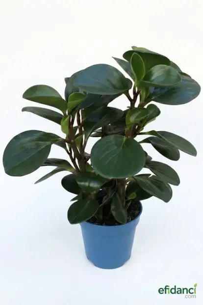 Peperomia Optipen / 20-30 cm dolgun form