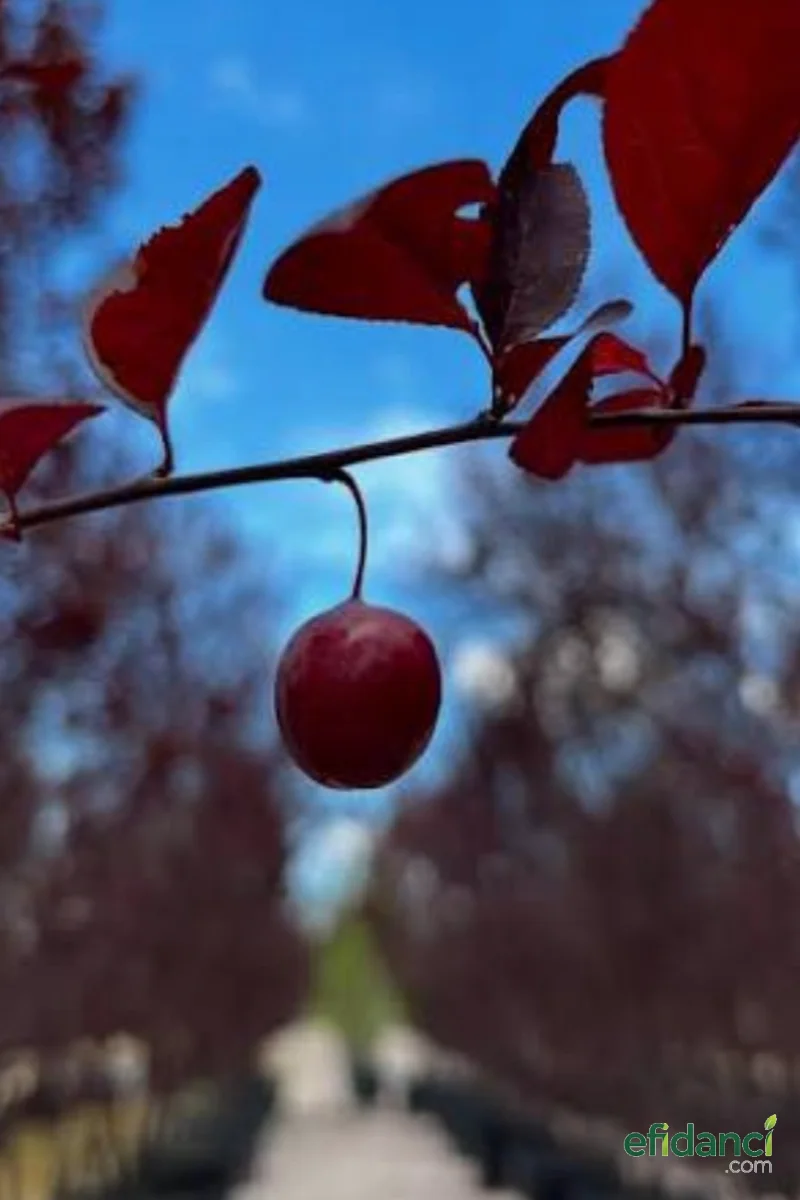 Süs Eriği ( Prunus cerasifera ) / 120-150 cm