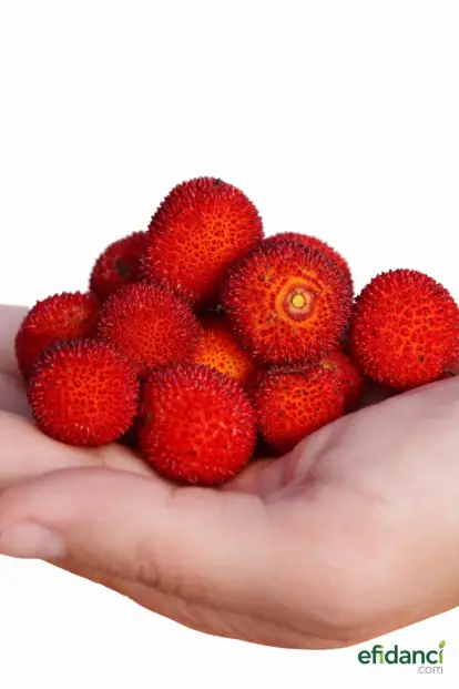 Dağ Çileği / Kocayemiş 80-100 cm ( Arbutus unedo )