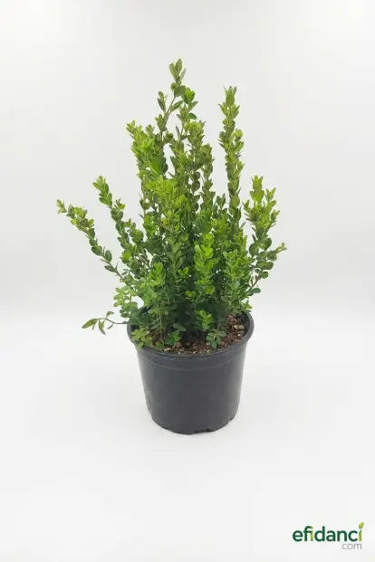Açalı Şimşir / 30-40 cm ( Buxus )