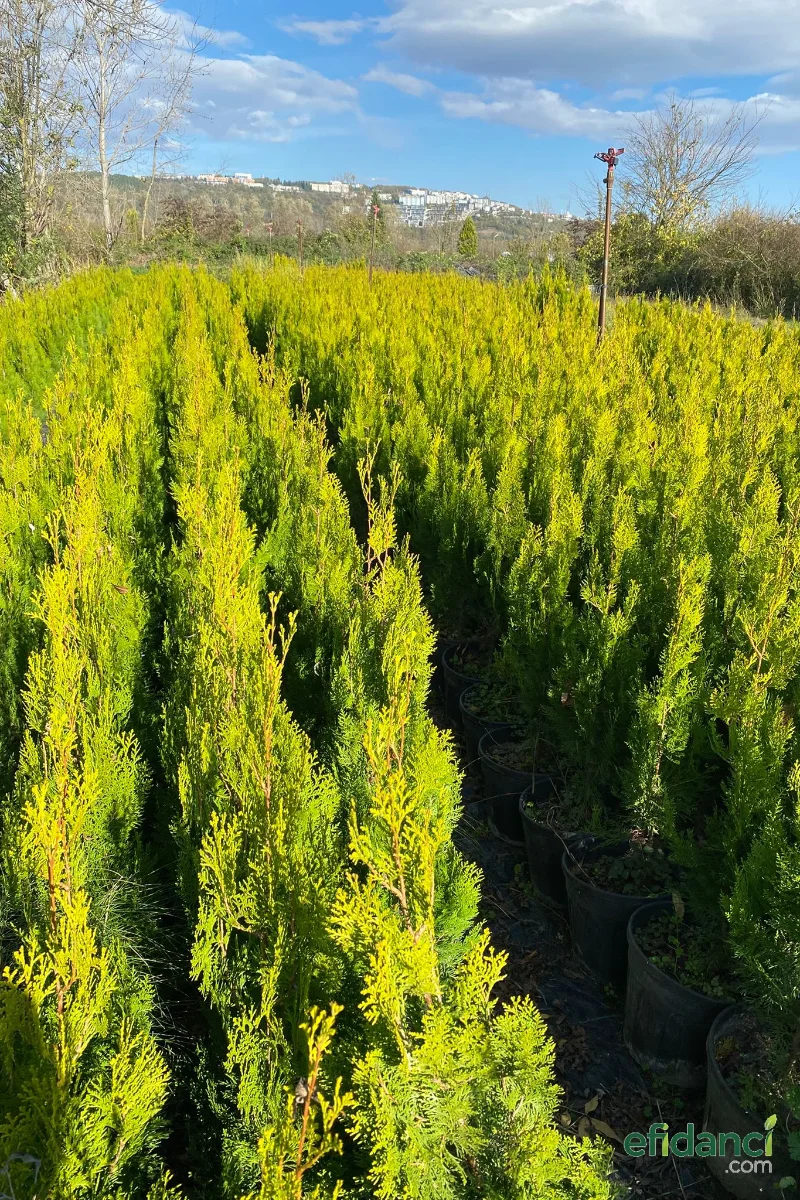 Çit Mazısı / 30-40 cm