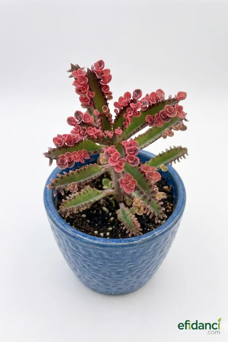 Pembe Aşkın Gözyaşı