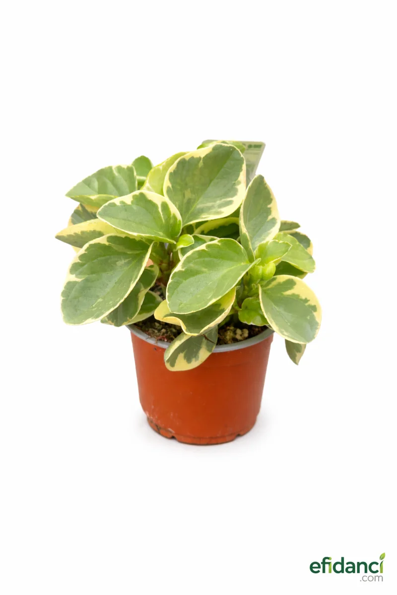 Alacalı Zümrüt Dalgası / Peperomya ( Peperomia obtusifolia )