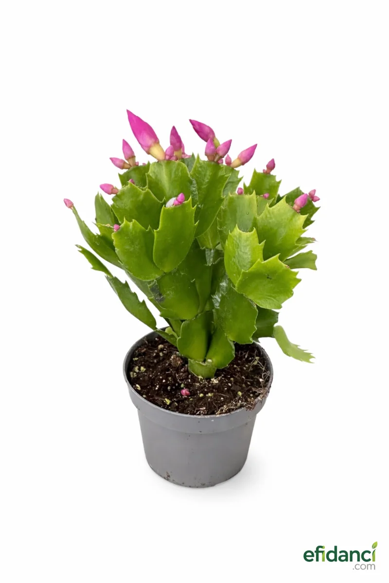 Yılbaşı Çiçeği - ithal / Yılbaşı Kaktüsü / Schlumbergera