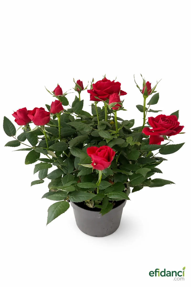 Kırmızı Gül - İthal Bol Tomurcuk / Kaliteli Dolgun 30-40 cm