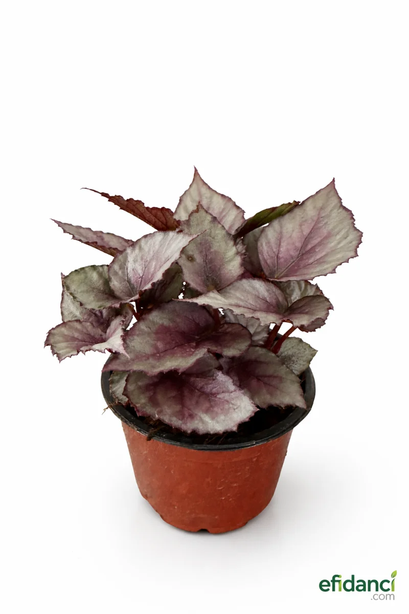 Rex Begonya - Özel Tür