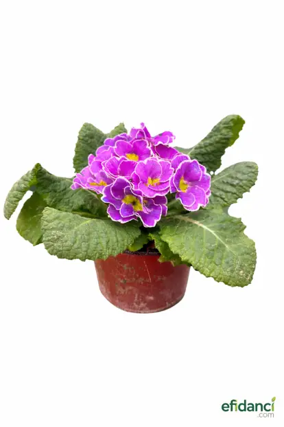 Çuha Çiçeği ( Primula )