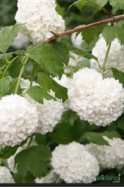 Çınar Yapraklı Kartopu / Yaprak Döken Kartopu ( Viburnum Opulus )
