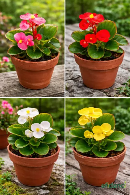 Şeker Begonya 4’lü Set / 4 ayrı renk