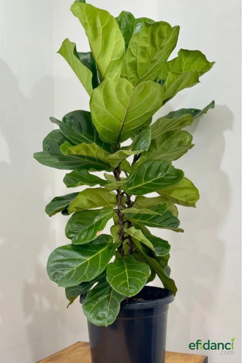 Keman Yapraklı Kauçuk 60-80 cm ( Ficus lyrata )