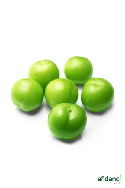 Can Erik Fidanı / 3 Yaş / Tüplü