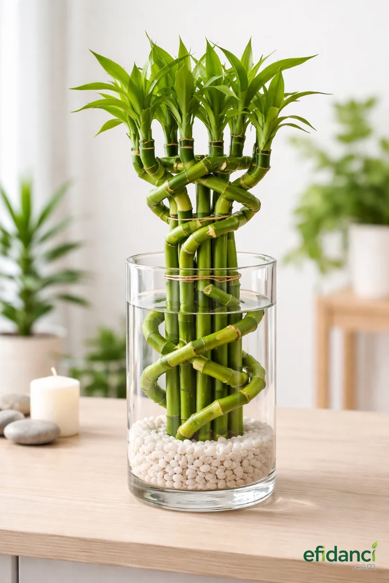 Dal Bambu - Şans Bambusu - Tek Dal / Lucky Bamboo 60-80 cm