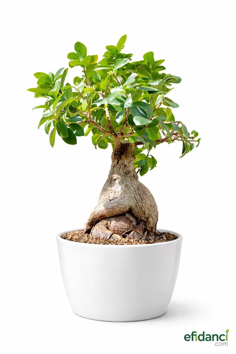 Ficus Ginseng Bonsai 30-40 cm