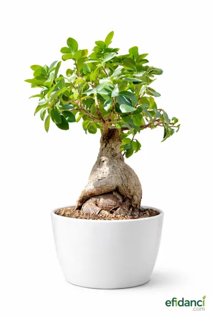 Ficus Ginseng Bonsai 30-40 cm