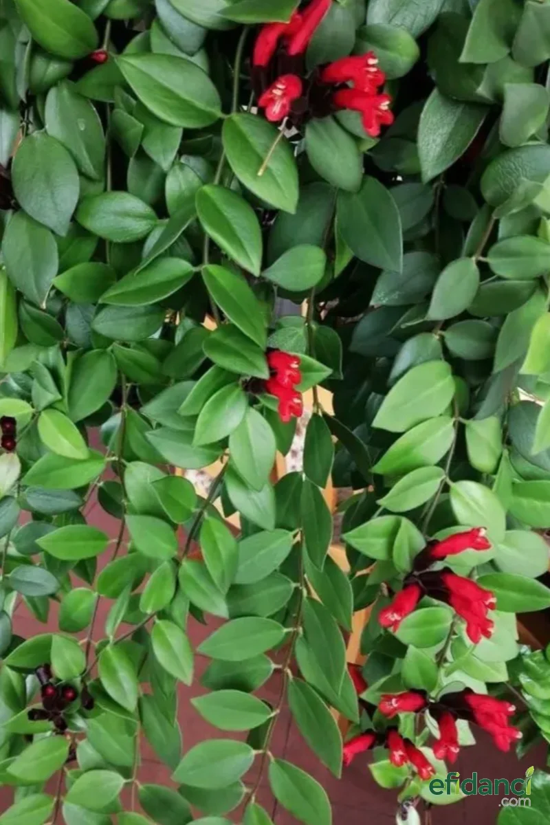 Ruj Çiçeği 40-60 cm ( Aeschynanthus Radicans )