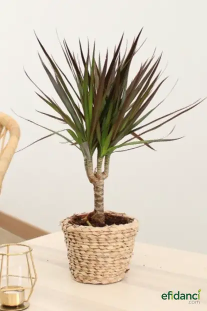 Madagaskar Dresena / Dragon Ağacı 60-80 cm ( Dracaena Marginata )