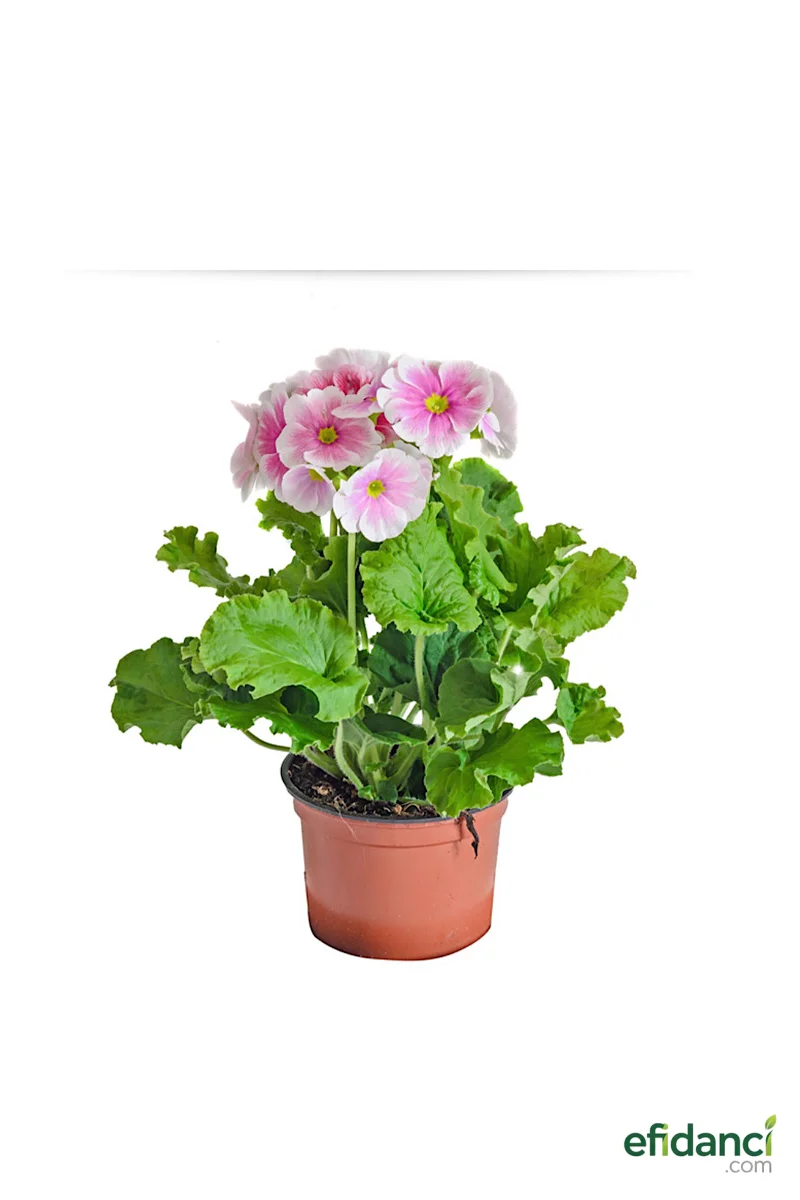 Onbir ay Çiçeği - Pembe / Saksılı Dolgun Form