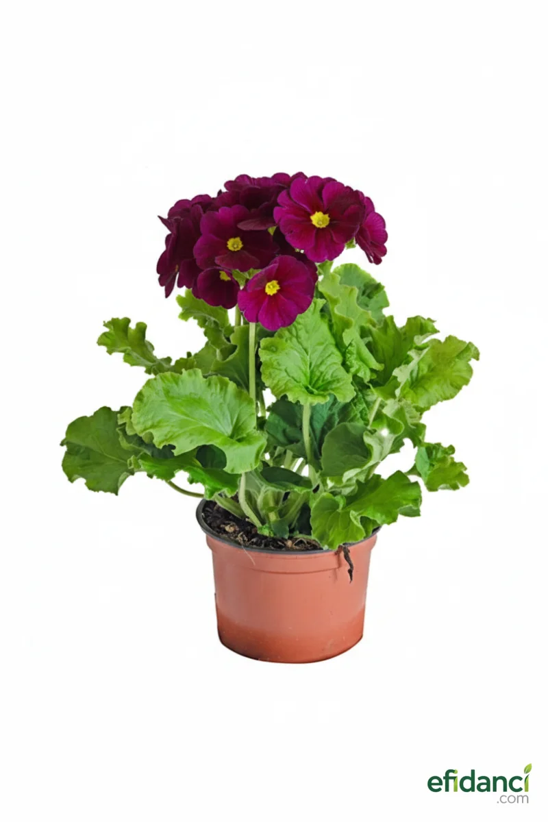 Onbir ay Çiçeği - Mor / Saksılı Dolgun Form