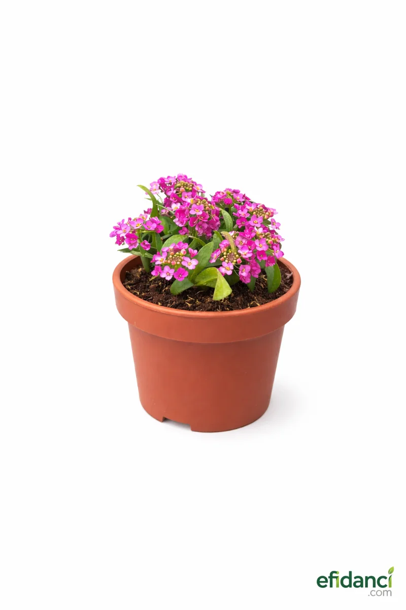 Lila Alisyum Çiçeği Fidanı ( Alyssum )