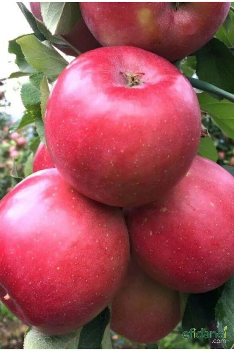 Elma Fuji - 2 Yaş Tüplü