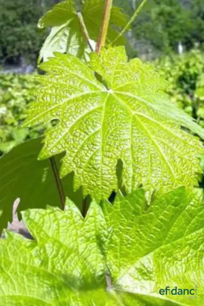 Yaprak Sarma için Asma Fidanı 30-40 cm