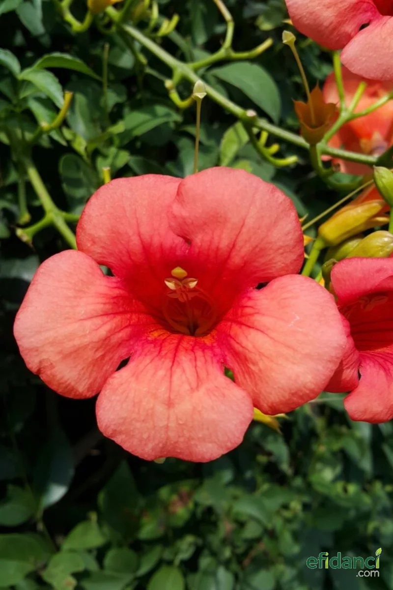 Acem Borusu 60-80 cm ( Campsis radicans )