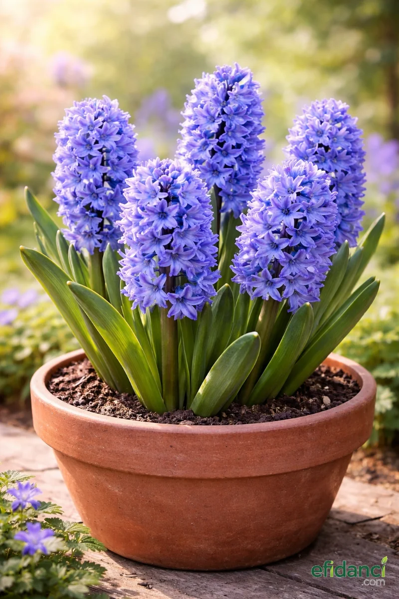 Mor Sümbül Çiçeği ( 1 adet )