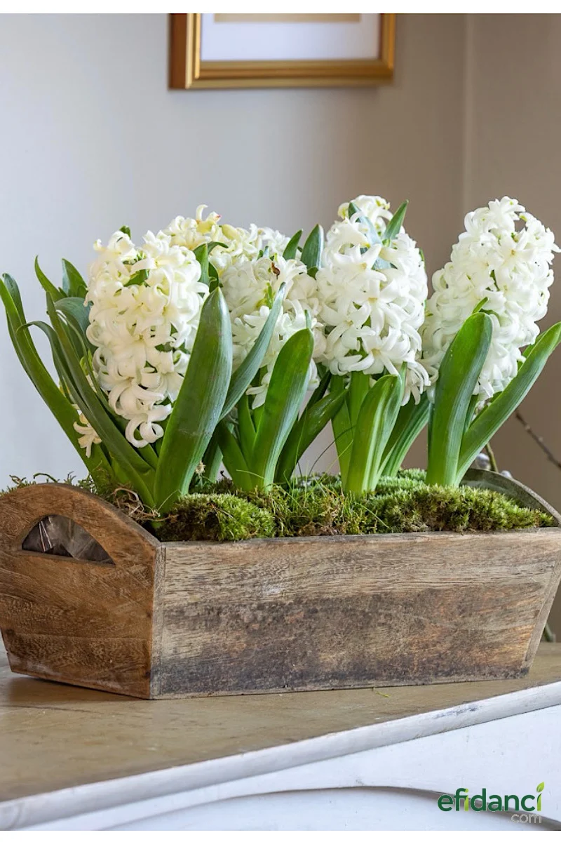 Beyaz Sümbül Tekli