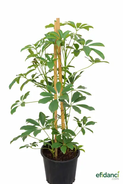 Şeflera Çift Gövde 80-100 cm ( Schefflera )