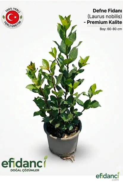 Defne Çalı Form ( Laurus Nobilis )