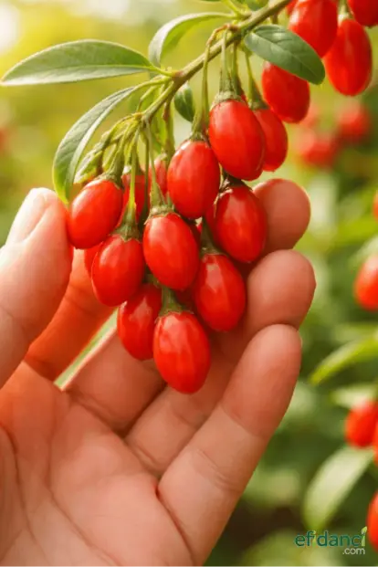 Gojiberry Fidanı / Kurt Üzümü - Saksılı / Tüplü / 2-3 yaş / 40-60 cm