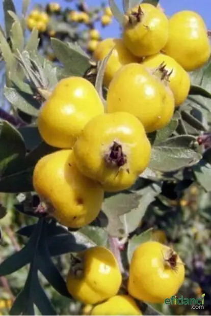 Sarı Belen Alıç Fidanı