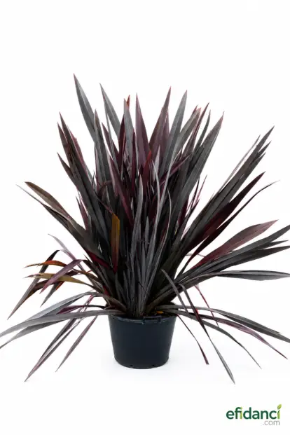 Kırmızı Yeni Zelanda Keteni ( Phormium Tenax atropurpureum )