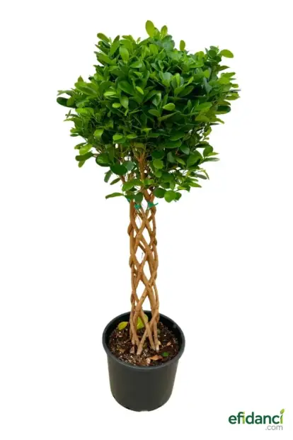 Benjamin Ficus (Örgülü) - 100-120 cm