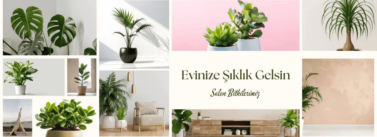 Salon Bitkileri